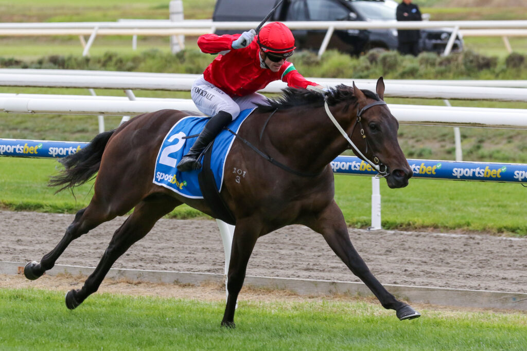 jockey in red silks riding a dark horse with blue saddlecloth number 2 during a horse race on a track