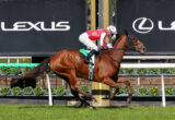 Horse and rider in mid-jump over a hurdle at a racecourse with a Lexus backdrop and along-track greenery behind them.