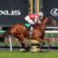 Horse and rider in mid-jump over a hurdle at a racecourse with a Lexus backdrop and along-track greenery behind them.