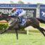 Jockey in blue checkered silks on a dark racehorse (no. 5) sprinting on a grass track at Newcastle Racecourse.