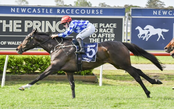 Jockey in blue checkered silks on a dark racehorse (no. 5) sprinting on a grass track at Newcastle Racecourse.