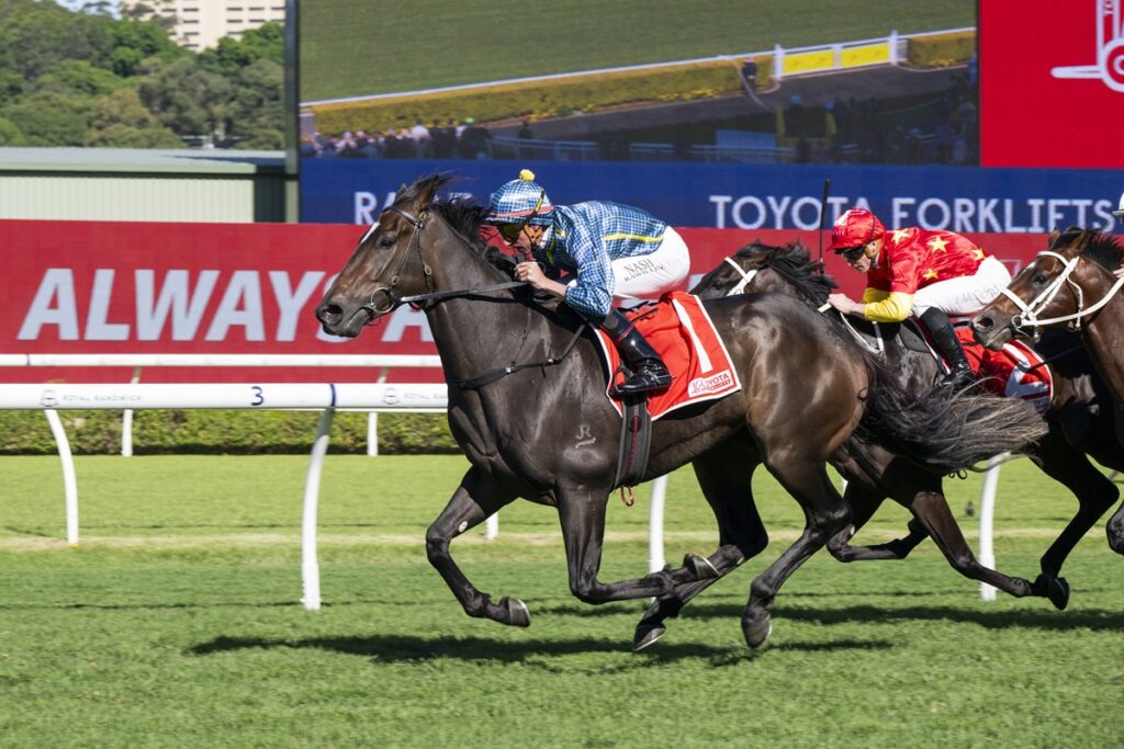 Dark gray racehorse leading a pack during a daytime horse race on a green turf track, jockey in blue checkered silks leaning forward to urge the horse on