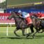 2287413.jpg | Just Horse Racing Dark gray racehorse leading a pack during a daytime horse race on a green turf track, jockey in blue checkered silks leaning forward to urge the horse on