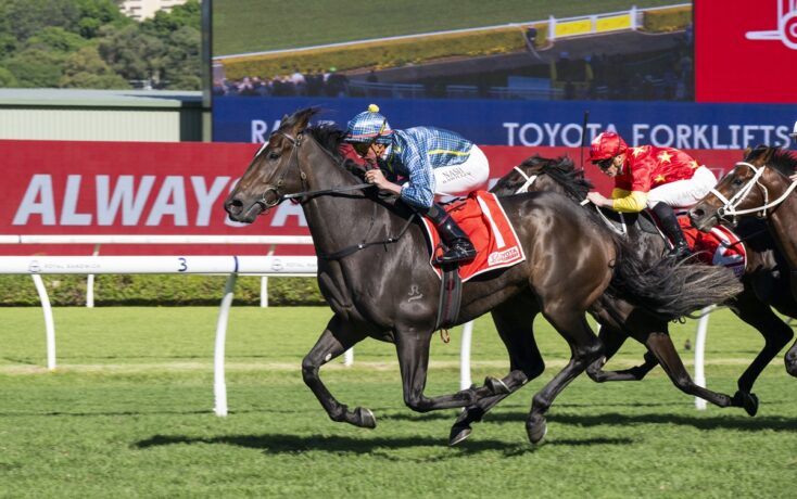 Dark gray racehorse leading a pack during a daytime horse race on a green turf track, jockey in blue checkered silks leaning forward to urge the horse on