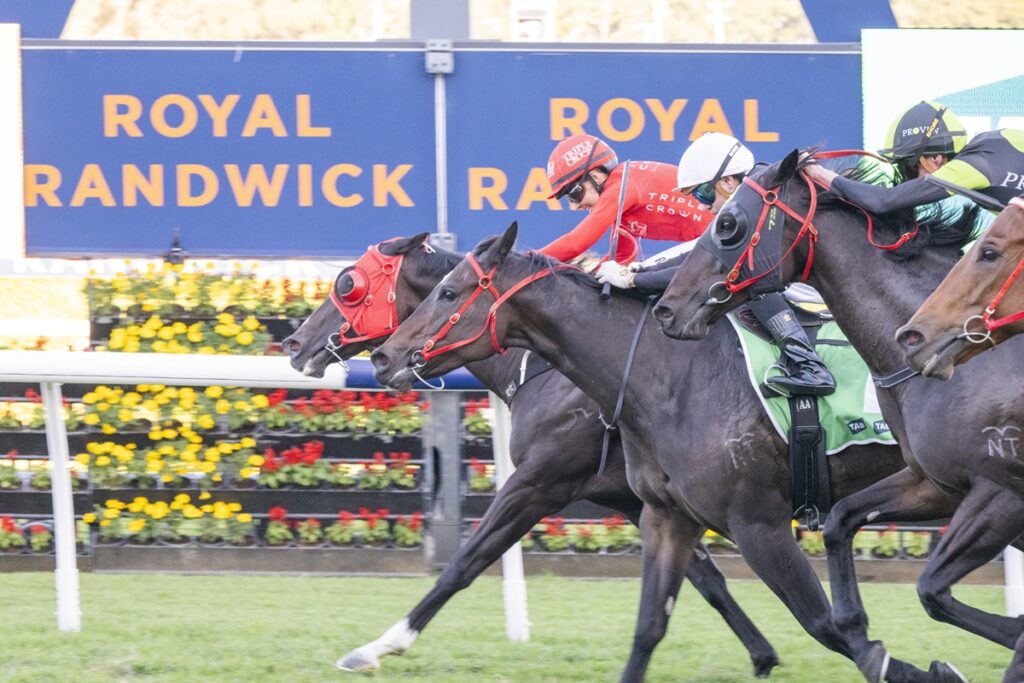 Horse race in progress with three jockeys leaning forward on galloping horses; colorful floral track backdrop and a Royal Randwick sign in the background.