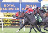 Horse race in progress with three jockeys leaning forward on galloping horses; colorful floral track backdrop and a Royal Randwick sign in the background.