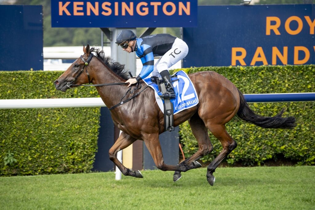 Jockey in blue and black silks riding a brown racehorse on a track at Kensington, with a blue sign behind him.