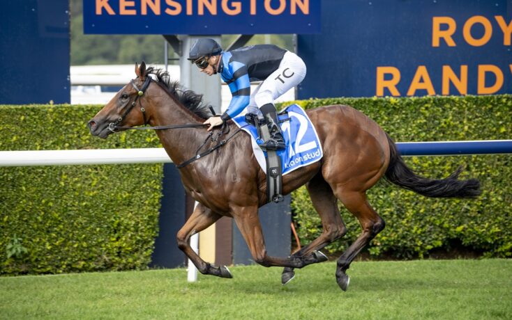 Jockey in blue and black silks riding a brown racehorse on a track at Kensington, with a blue sign behind him.