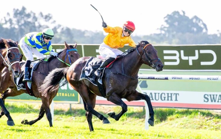 Dark bay horse and jockey in orange silks lead a sprint on a grassy track during a horse race, with competitors close behind and advertising boards in the background.