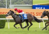 Dark brown racehorse with blue saddlecloth #4, jockey in red and yellow, sprinting on a grass track with white rails; another horse in pursuit nearby.