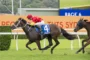 Dark brown racehorse with blue saddlecloth #4, jockey in red and yellow, sprinting on a grass track with white rails; another horse in pursuit nearby.