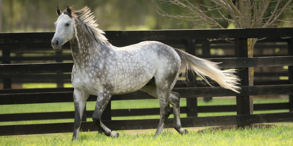 Gray dappled horse trotting beside a dark wooden fence in a sunny paddock.