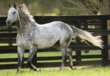 Gray dappled horse trotting beside a dark wooden fence in a sunny paddock.