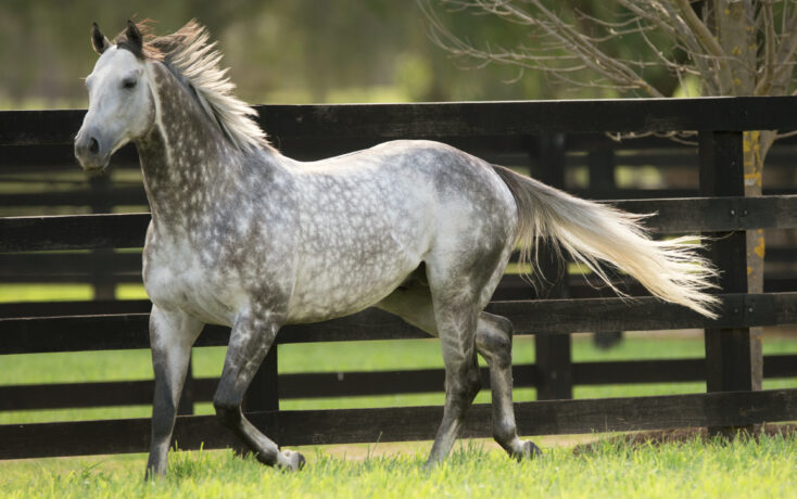 Gray dappled horse trotting beside a dark wooden fence in a sunny paddock.