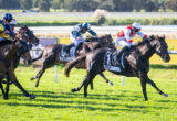 Horse race on a sunny turf track with several jockeys in colorful silks chasing the lead.