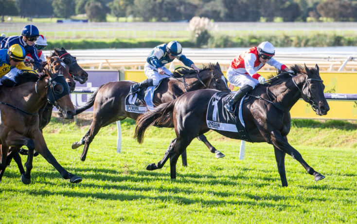 Horse race on a sunny turf track with several jockeys in colorful silks chasing the lead.