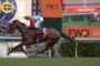 Jockey in bright red and turquoise silks rides a bay horse at a race, close to sponsor boards and a barrier.