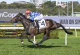 Horse and jockey racing on a track, jockey in blue plaid silks and red cap, horse wearing number 4 saddlecloth and white bridle.