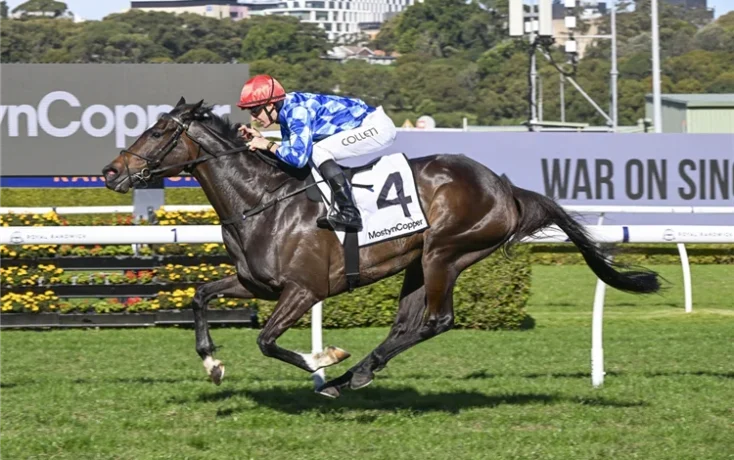 Horse and jockey racing on a track, jockey in blue plaid silks and red cap, horse wearing number 4 saddlecloth and white bridle.