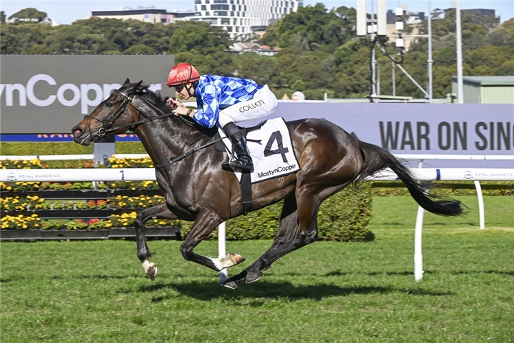 Horse and jockey racing on a track, jockey in blue plaid silks and red cap, horse wearing number 4 saddlecloth and white bridle.