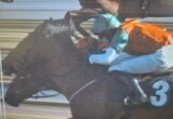 Horse and jockey racing, bib number 3, rider wearing turquoise top and orange hair on a dark horse, motion blur on track
