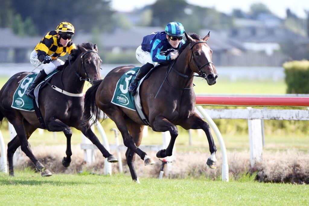 She's A Dealer | Just Horse Racing