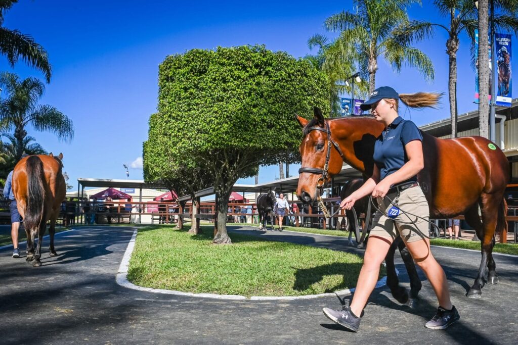 A woman in a navy uniform leading a brown horse with a halter along a sunny path at a horse event.