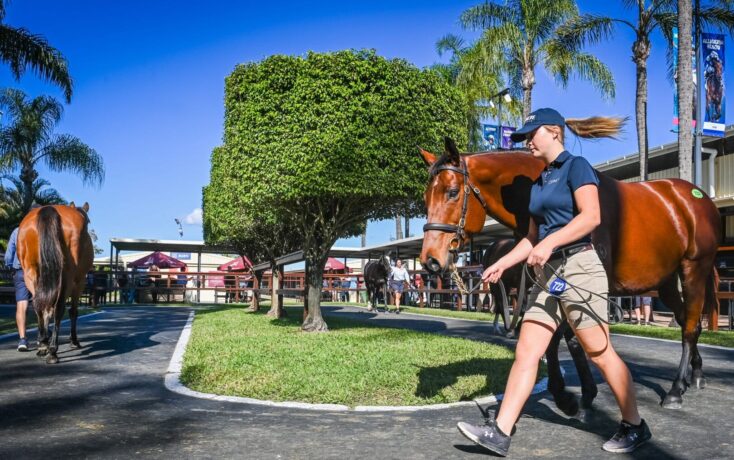 A woman in a navy uniform leading a brown horse with a halter along a sunny path at a horse event.
