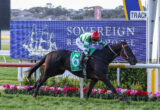 Jockey in green and white silks on a dark horse jumping a hurdle beside a blue sponsor board and pink flowers at a racetrack.