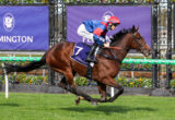 Jockey in red and blue silks rides a brown horse at full gallop on a green turf racecourse with purple Flemington banners behind.