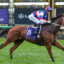 Jockey in red, white, and blue silks rides a galloping brown horse during a race at Flemington, with the number 8 saddlecloth visible.