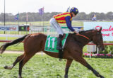 Jockey in red-yellow-blue silks riding a brown horse with a green number cloth on a sunny racetrack.
