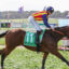 Jockey in red-yellow-blue silks riding a brown horse with a green number cloth on a sunny racetrack.