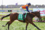 Jockey in red-yellow-blue silks riding a brown horse with a green number cloth on a sunny racetrack.