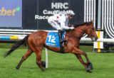 Jockey in white star-pattern silks riding a bay horse with blue number 12 saddle cloth at Caulfield Racecourse, mid-race action.