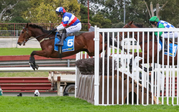 Jockey in blue, white, and red silks rides a bay horse over a hurdle during a race.