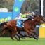 Jockeys riding competing racehorses neck-and-neck on a green turf track during a race, close to the finish line.