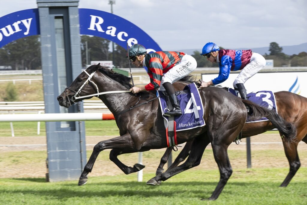 Stormy Marco | Just Horse Racing Two jockeys race their horses on a turf track, leaning forward as they sprint past the rails; the leading horse wears a purple saddlecloth marked '4' with Hawkesbury, while a blue-sleeved rider follows.