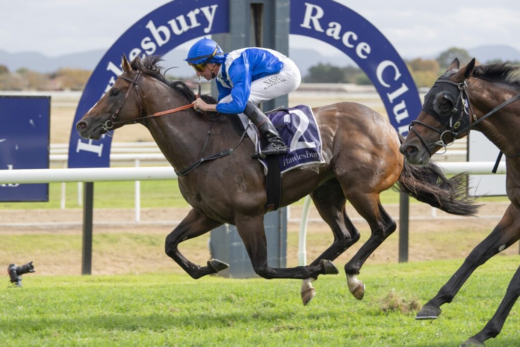Jockey in blue silks rides a dark horse at full speed during a Hawkesbury Race Club race on grass.