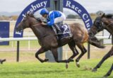 Jockey in blue silks rides a dark horse at full speed during a Hawkesbury Race Club race on grass.