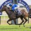 Jockey in blue silks rides a dark horse at full speed during a Hawkesbury Race Club race on grass.