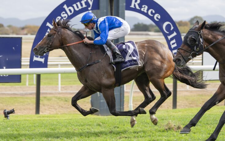 Jockey in blue silks rides a dark horse at full speed during a Hawkesbury Race Club race on grass.