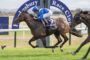 Jockey in blue silks rides a dark horse at full speed during a Hawkesbury Race Club race on grass.
