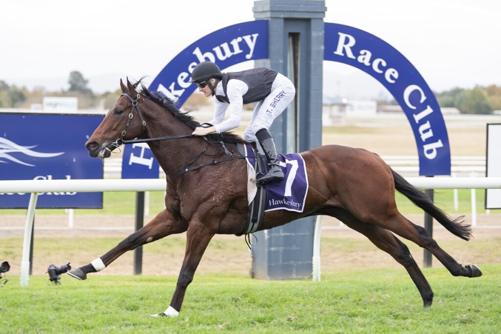 Racehorse with jockey in white and black silks, wearing #7, gallops on a green track at Hawkesbury Race Club.
