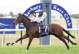 Racehorse with jockey in white and black silks, wearing #7, gallops on a green track at Hawkesbury Race Club.