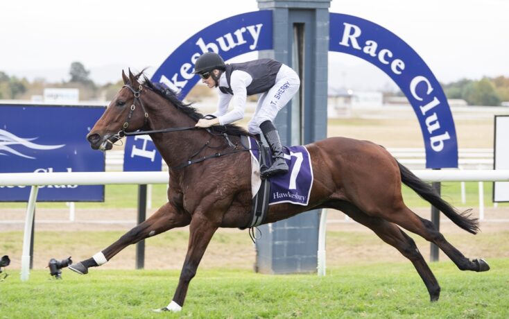 Racehorse with jockey in white and black silks, wearing #7, gallops on a green track at Hawkesbury Race Club.