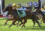 Jockey in yellow and black silks rides a brown horse with green saddlecloth number 2 in a race on a grassy track underground of blurred spectators in the background