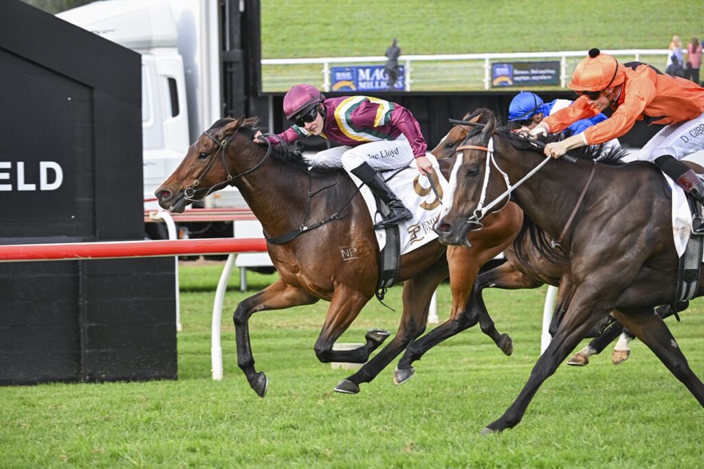 2301876.jpg | Just Horse Racing Jockey in maroon and white silks riding a sprinting brown horse near the finish line on a grassy racecourse, another horse close behind in orange and blue silks.