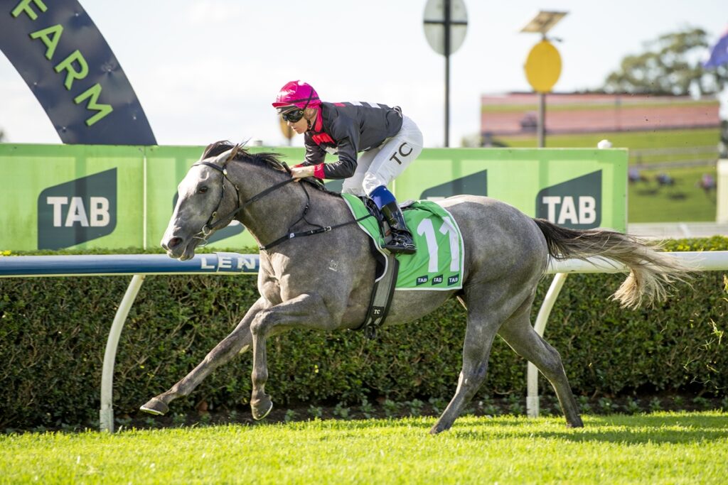 Grey racehorse with a jockey in a pink helmet, green saddle cloth number 11, racing on a sunny track with TAB banners nearby