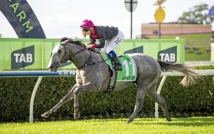 Grey racehorse with a jockey in a pink helmet, green saddle cloth number 11, racing on a sunny track with TAB banners nearby
